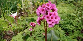 Bergenia cordifolia Dragonfly 'Spring Fling'  Hertavuorenkilpi